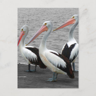 Carte Postale Photos Pélican Sea Bird Minimalist Color Pop