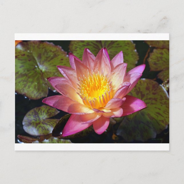 Carte Postale Photos Pink Water Lily (Devant)
