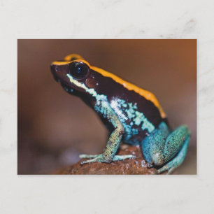 Carte Postale Phyllobates vittatus, une grenouille à flèches poi