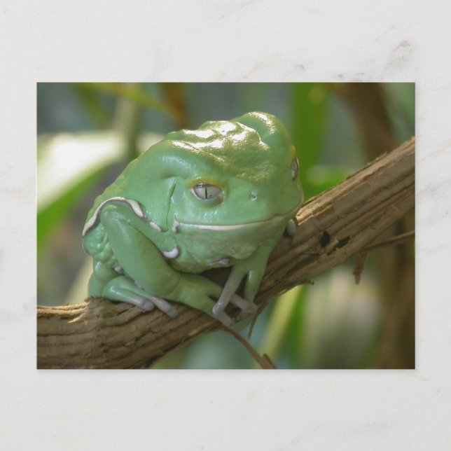Carte Postale Phyllomedusa sauvagii (Devant)