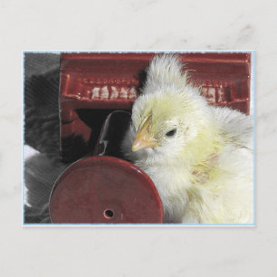 Carte Postale Piano Chick Vintage Look