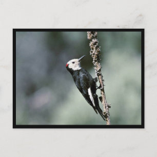 Carte Postale Pic à tête blanche