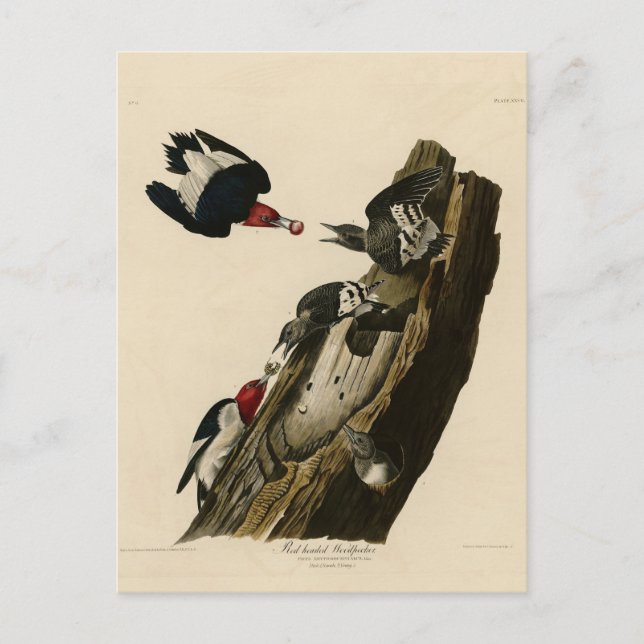 Carte Postale Pic à tête rouge - Audubon's Birds of America (Devant)