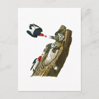 Carte Postale Pic à tête rouge John Audubon Birds Amérique