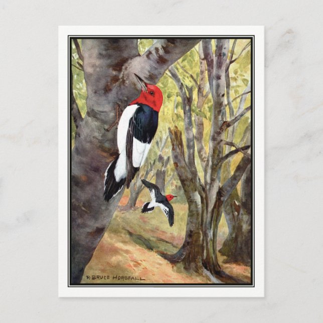Carte Postale Pic à tête rouge - Robert Bruce Horsfall (Devant)