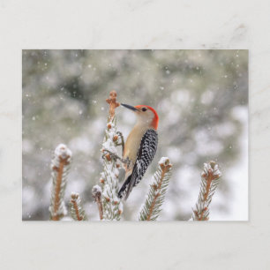 Carte Postale Pic à ventre rouge dans la neige