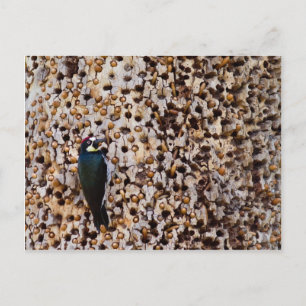 Carte Postale Pic de maïs