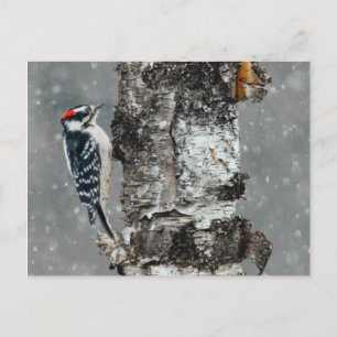 Carte Postale Pic du Downy dans la neige - Photographie original