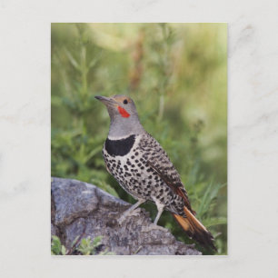 Carte Postale Pic flamboyant, Colaptes auratus, forme à hampe ro