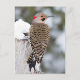 Carte Postale Pic flamboyant mâle en hiver