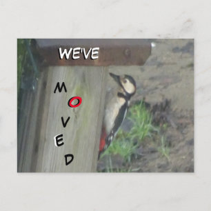 Carte Postale Pic mignon sur boîte de nid Nous avons Déplacé car