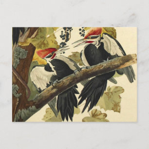 Carte Postale Pic pilé, John James Audubon Fine Art