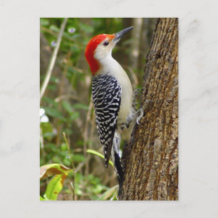 Carte postale Pic Rouge