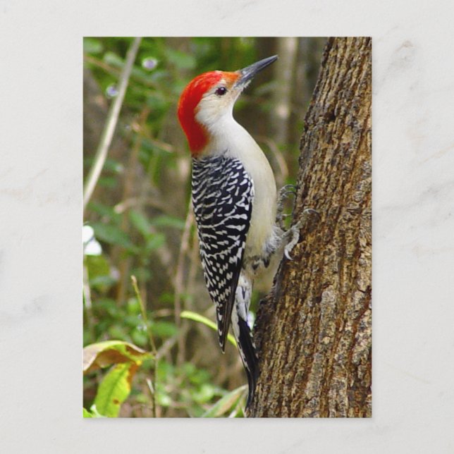 Carte postale Pic Rouge (Devant)