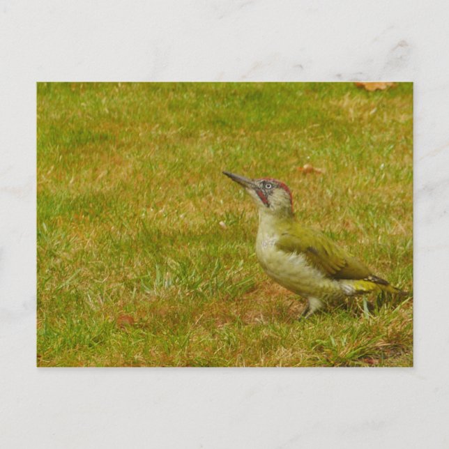 Carte postale Pic vert (Devant)