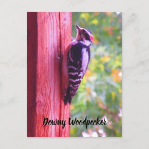 Carte Postale Picidae Downy jeune oiseau mâle Canada
