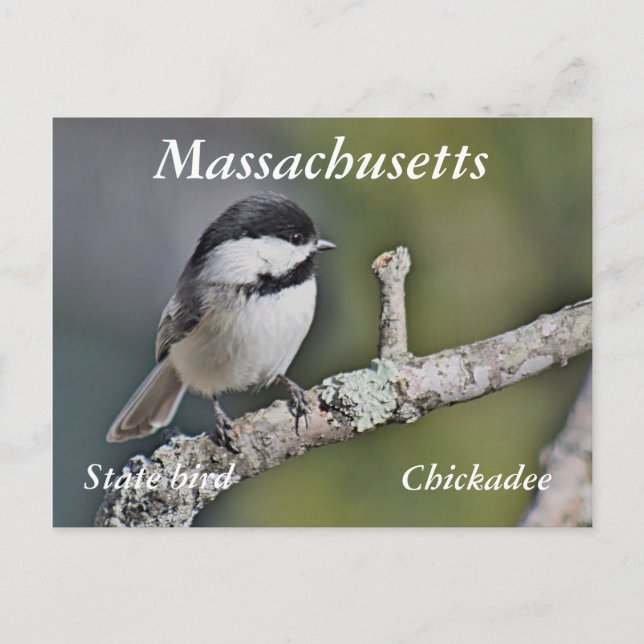 Carte Postale Pickadee (Devant)