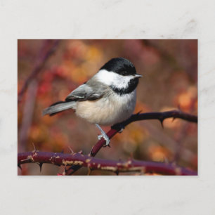 Carte Postale Pickadee