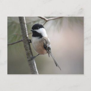 Carte Postale Pickadee