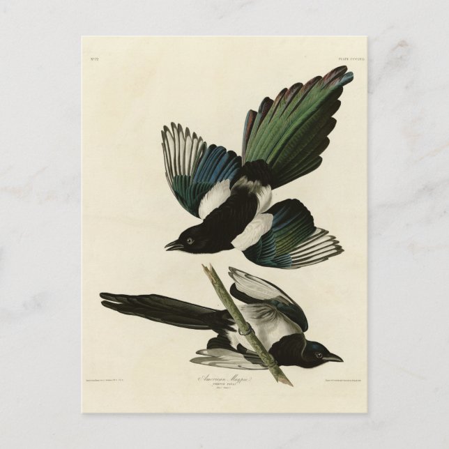 Carte Postale Pie bavarde d'après les Birds of America d'Audubon (Devant)