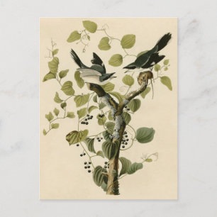 Carte Postale Pie-grièche à tête germinale d'Audubon