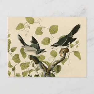 Carte Postale Pie-grièche à tête germinale d'Audubon