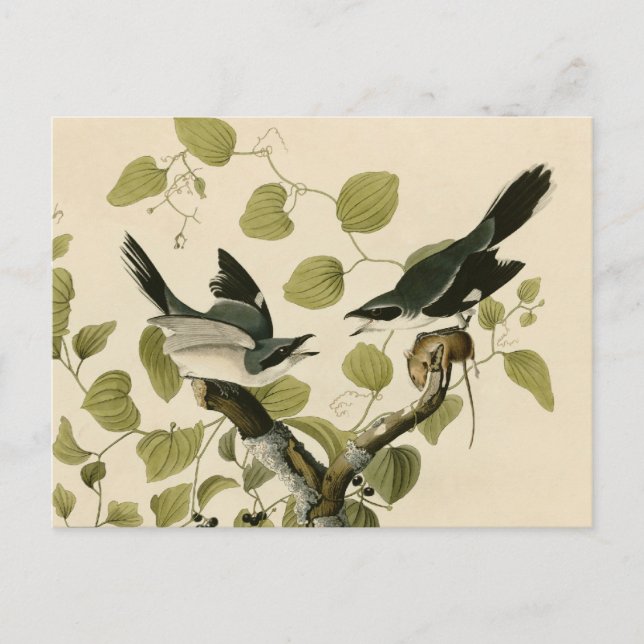 Carte Postale Pie-grièche à tête germinale d'Audubon (Devant)