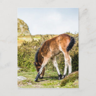 Carte Postale Pièce de poney Dartmoor devant Haytor rock uk