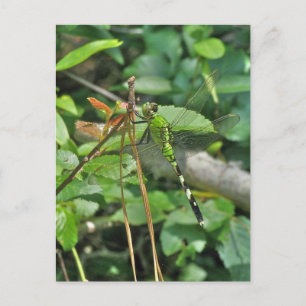Carte Postale Pièces coordonnées de libellules de Pondhawk orien
