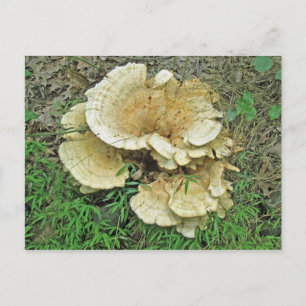 Carte Postale Pièces de coordination du champignon à plateau pâl