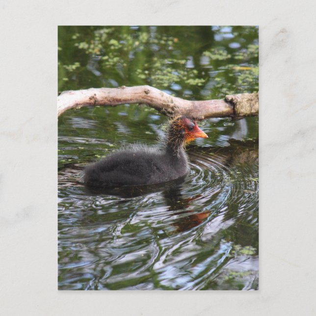 Carte Postale Pied bébé (Devant)