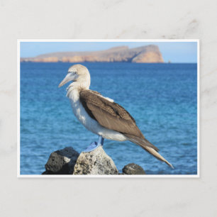 Carte Postale pied bleu