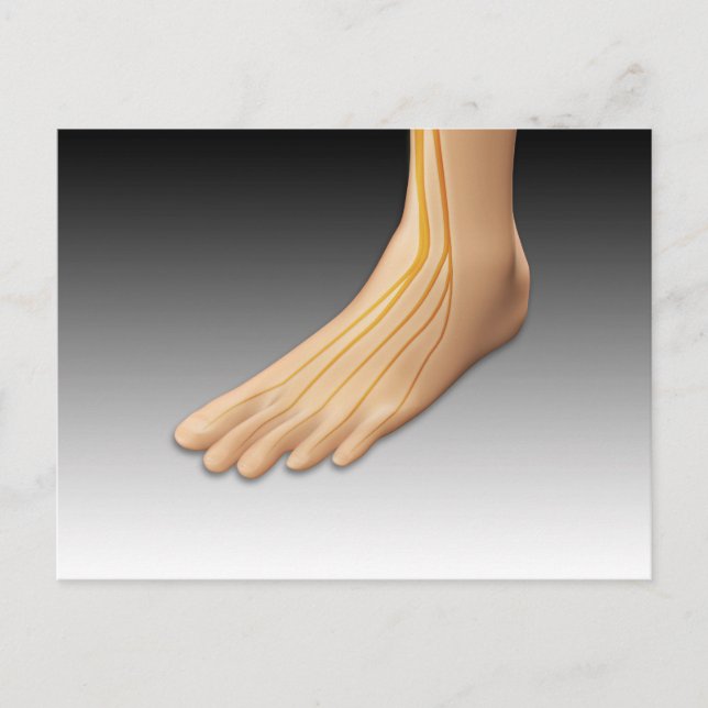 Carte Postale Pied humain avec système nerveux 2 (Devant)