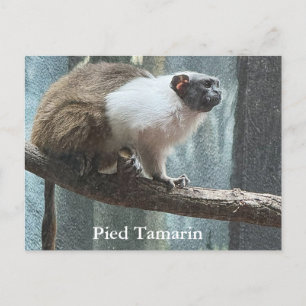 Carte postale Pied Tamarin