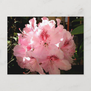 Carte Postale Pienza, Italie