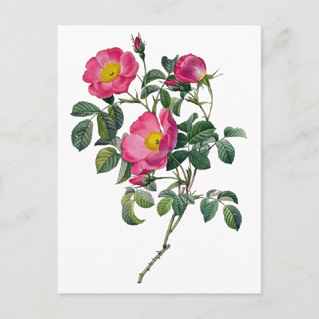 Carte Postale Pierre Joseph Redoute Roses (Devant)
