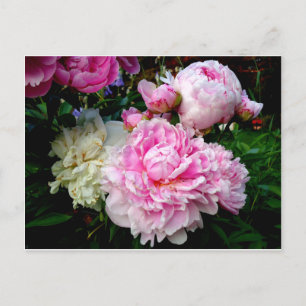 Carte Postale Pies roses et blanches