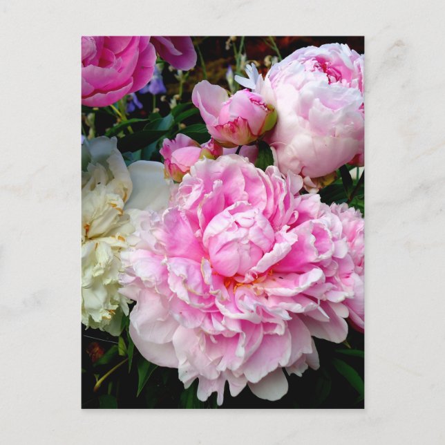 Carte Postale Pies roses et blanches (Devant)