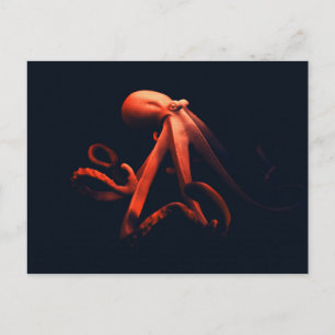 Carte Postale Pieuvre dans les ombres