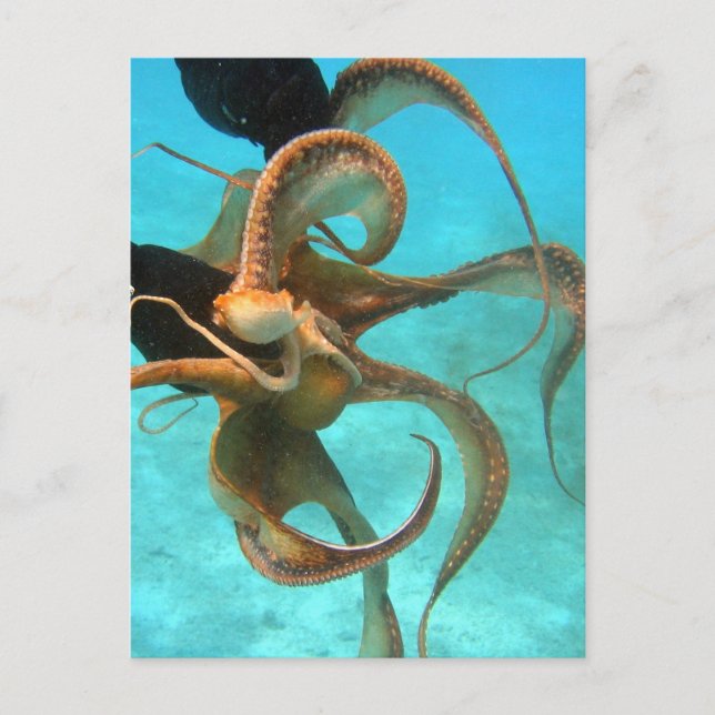 Carte Postale Pieuvre sous l'eau (Devant)