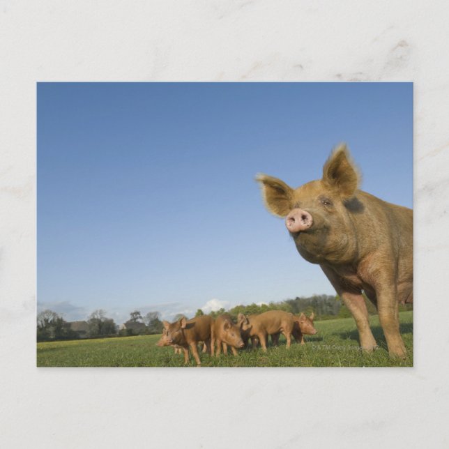 Carte Postale Pig dans un champ (Devant)