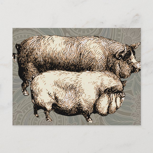 Carte Postale Pig Farm Pays Antique Illustration Art (Devant)