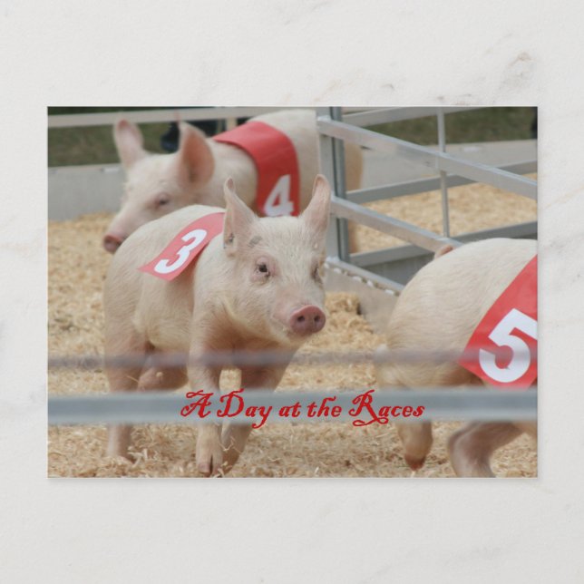 Carte Postale Pig racing, Pig race photo, cochon rose (Devant)