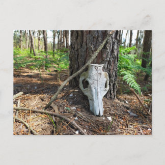 Carte Postale pig skull in the forest - caveira de porco
