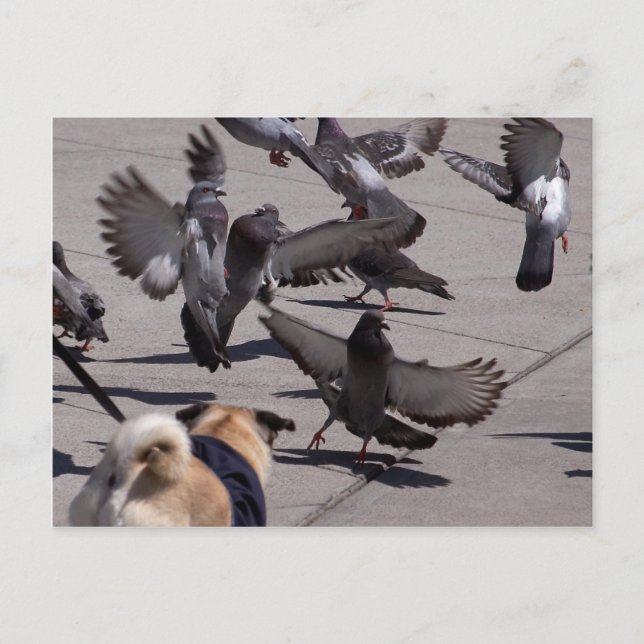 Carte Postale Pigeon (Devant)