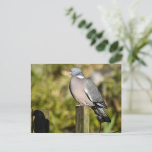 Carte Postale Pigeon