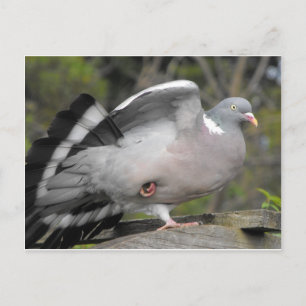 Carte Postale Pigeon