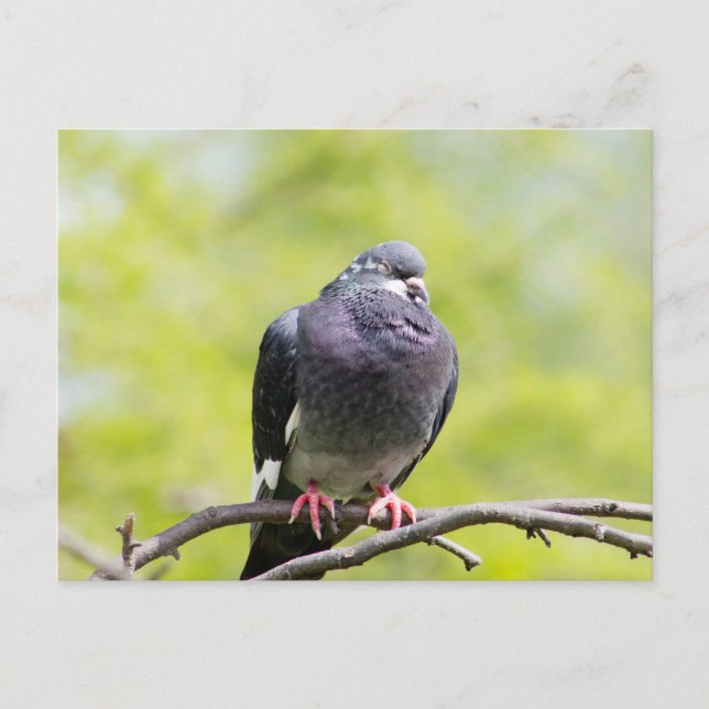 Carte Postale Pigeon (Devant)
