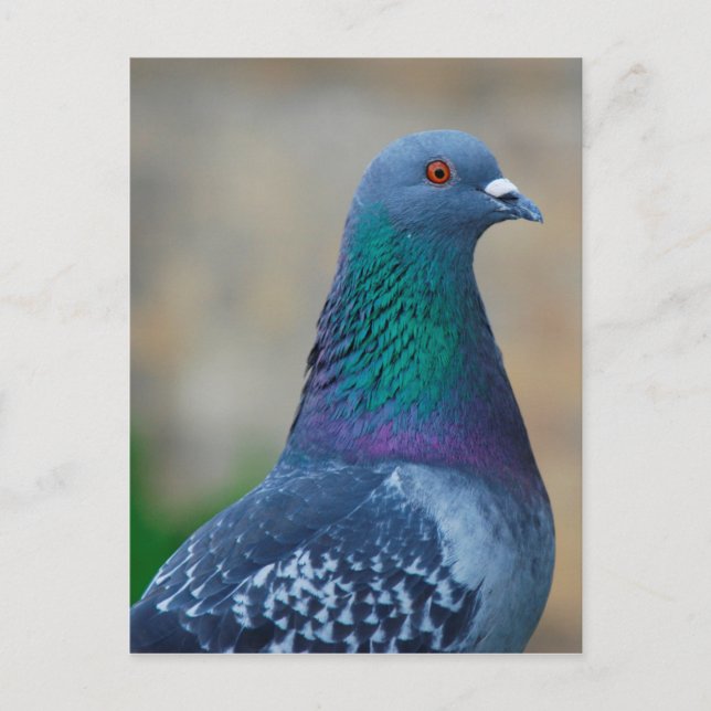 Carte Postale Pigeon (Devant)