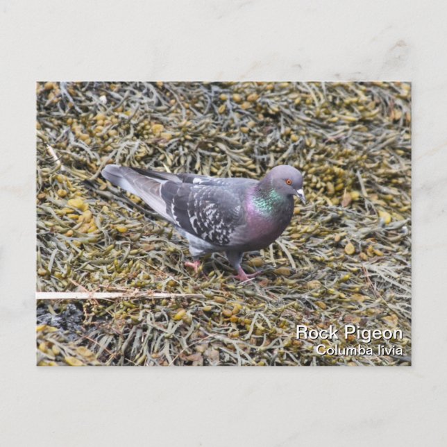 Carte Postale Pigeon (Devant)